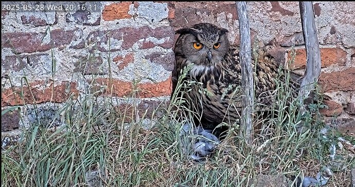 Screenshot 2025-05-28 201156