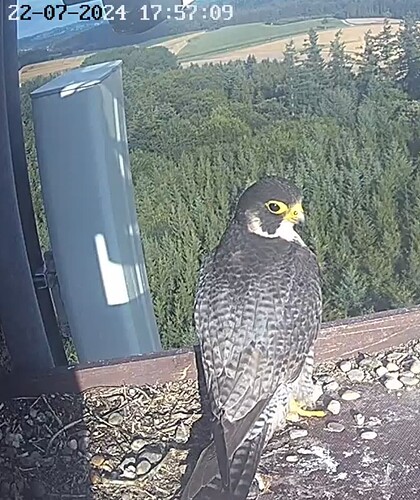 Screenshot_20240722_185733_Chrome