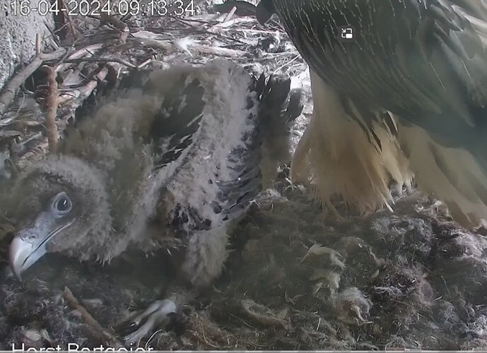 So viele Federn 16.04.24