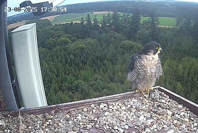 Screenshot_2025-08-23-17-31-06-881_com.android.chrome