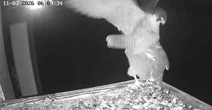 Screenshot_20260311_064304_Chrome