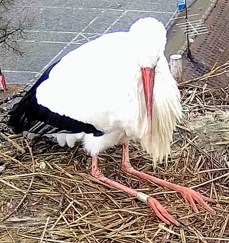 Screenshot_2025-01-27-14-12-43-279_com.android.chrome