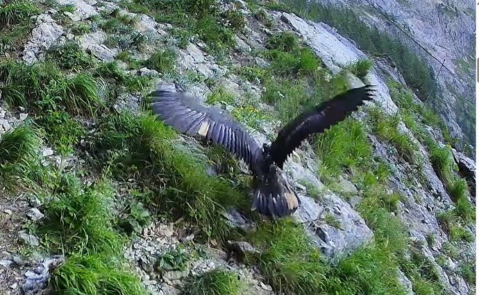 Den Berg hinauf 13.06.25