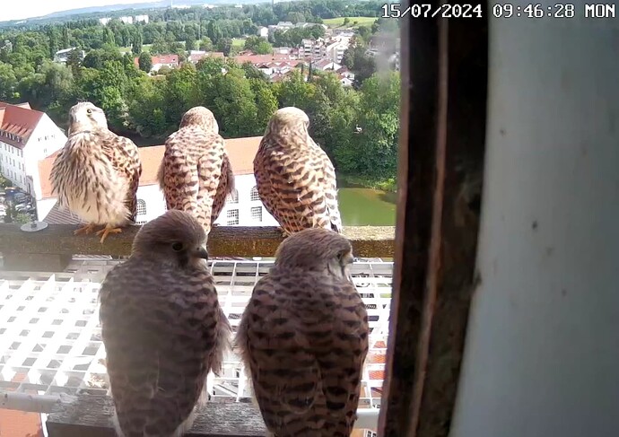 Screenshot_20240715-094652~2