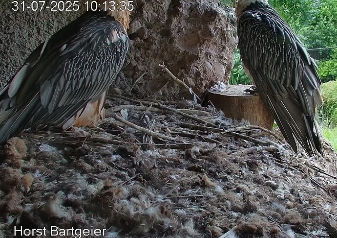 Screenshot_2025-07-31-10-14-42-180_com.android.chrome