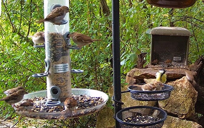 Kohli traut sich 28.07.24