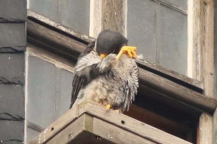 Falco Putzen 2