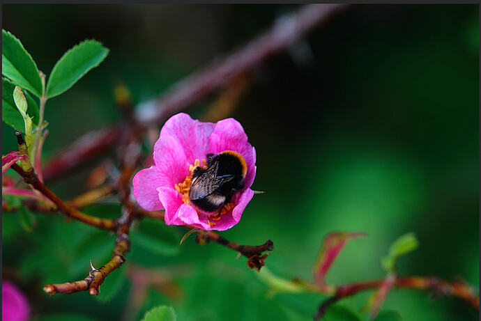 Screenshot (15854)