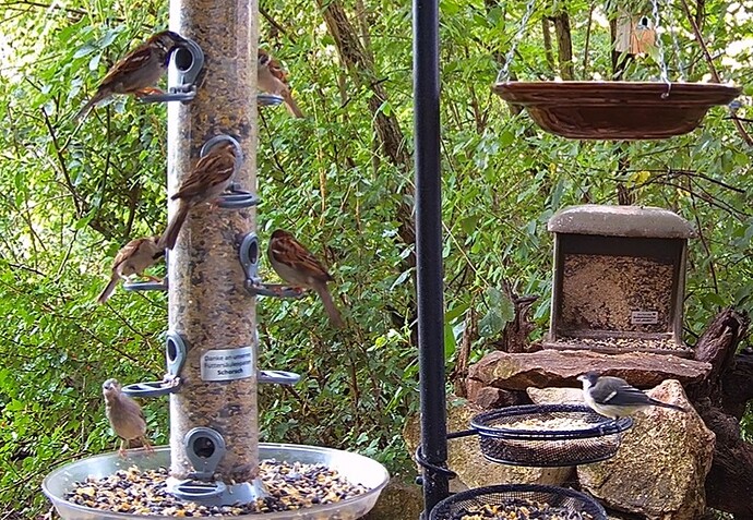 Viele Spatzen, 1 Kohli 03.07.24