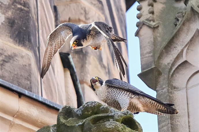 Wanda und Falco 1 - 8a