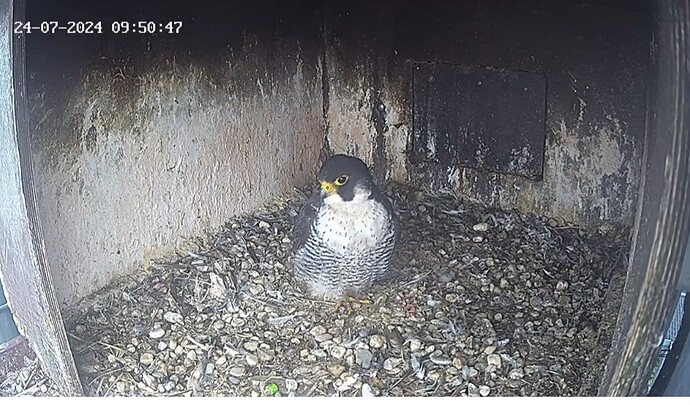 Screenshot_20240724_104703_Chrome