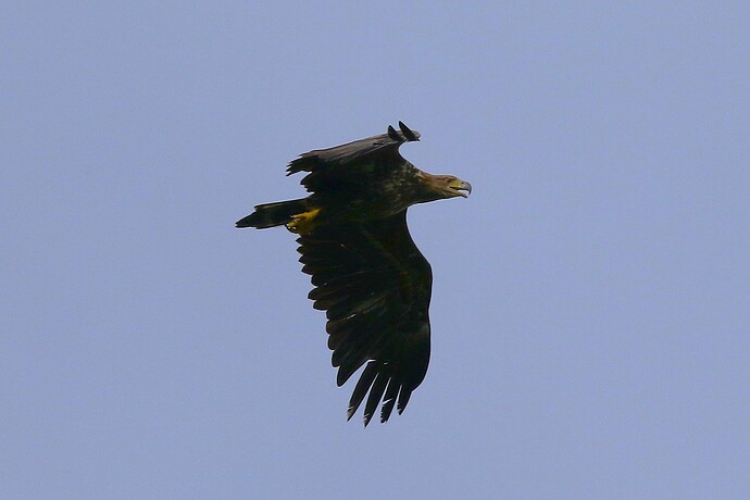 Seeadler 4a