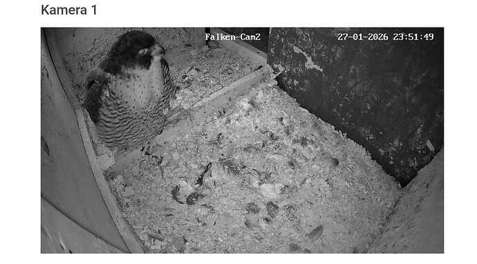 Screenshot_20260127-235212~2