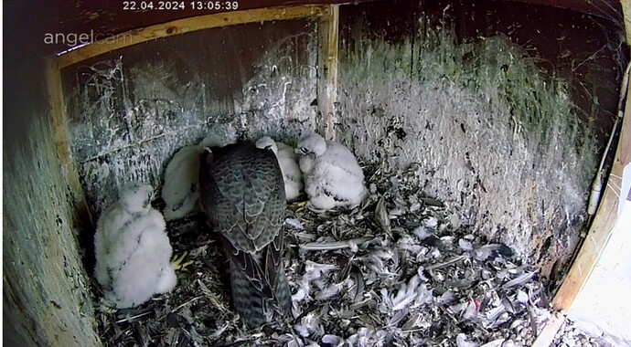 Screenshot_20240422_130602_Chrome