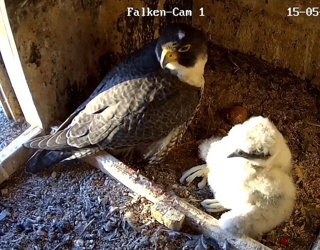 Screenshot_20230515-061225-01