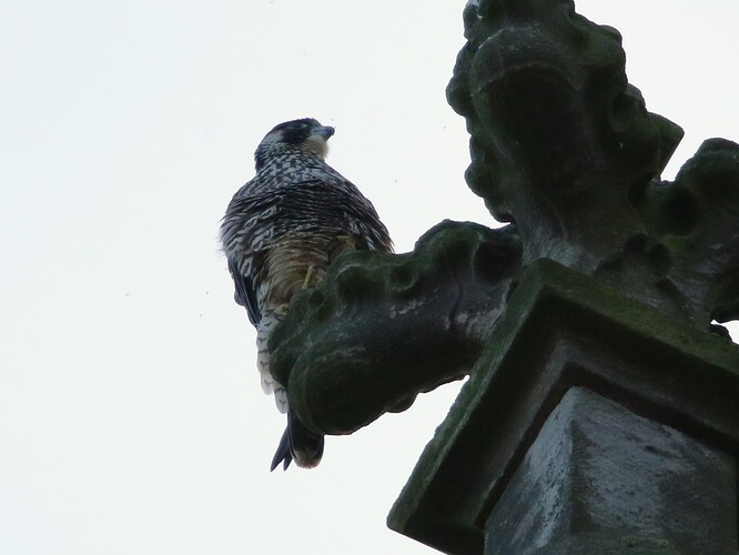 Jungfalke 1