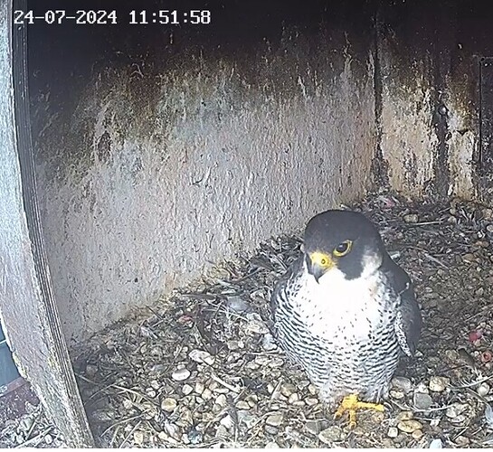 Screenshot_20240724_124835_Chrome