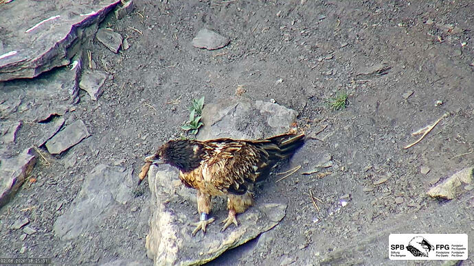 Bildschirmfoto vom 2026-06-02 18-25-14