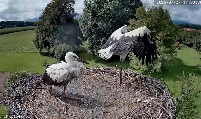 Screenshot_2025-07-27-11-19-10-131_com.google.android.youtube