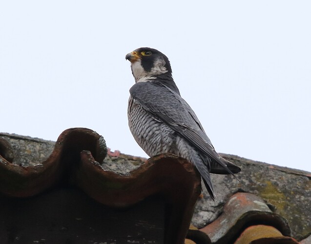 Falco nach der Jagd 2