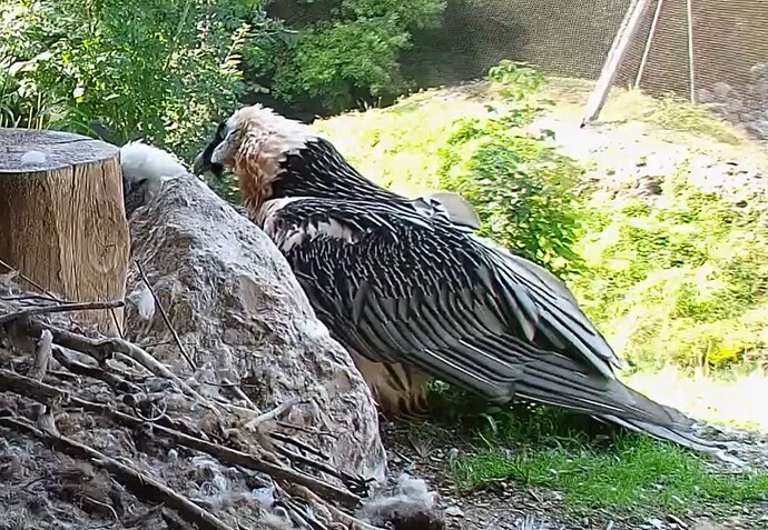 Maschas Fürsorge 07.08.25