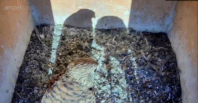 Screenshot_2024-08-11-07-28-47-677_com_1723356751834.android.chrome