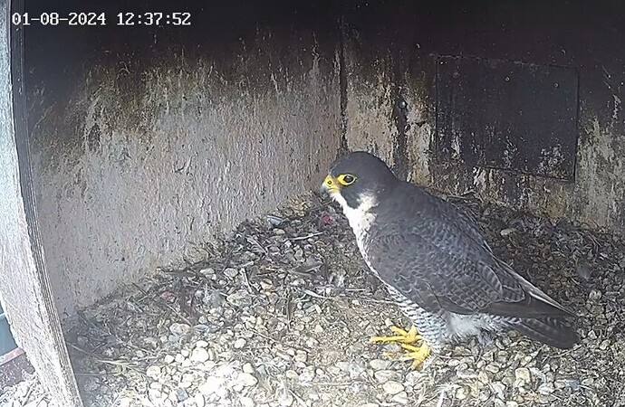 Screenshot_20240801_133421_Chrome