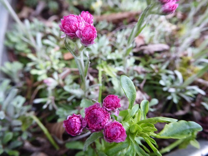 P1050631