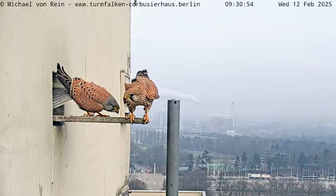 Screenshot_2025-02-12-17-30-55-751_com.google.android.youtube