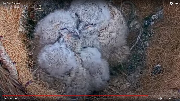 GHO_230228_4Owlets