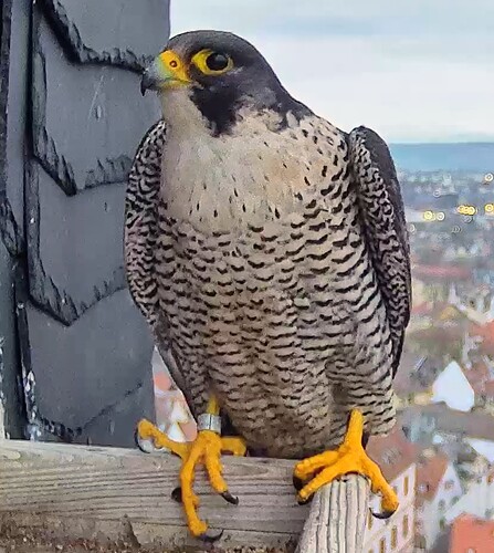 Screenshot_2026-02-09-17-28-01-485_com.android.chrome~2