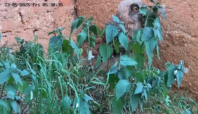 Screenshot_20250523_081620_YouTube