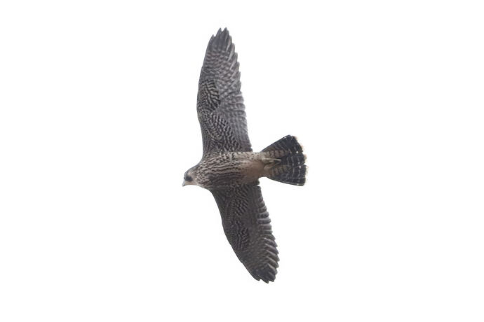 Jungfalke 1-1a