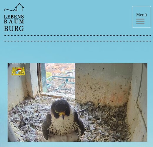 Screenshot_20230413_160800_Samsung Internet