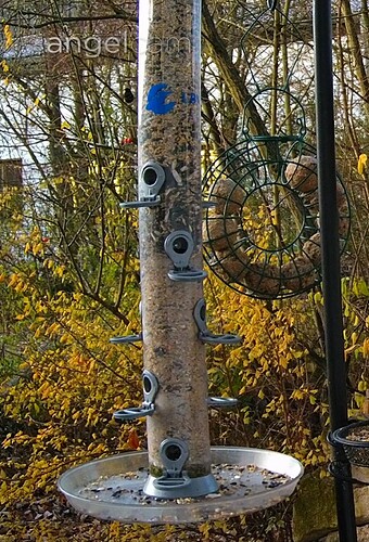 Screenshot_20241130_072742_Chrome