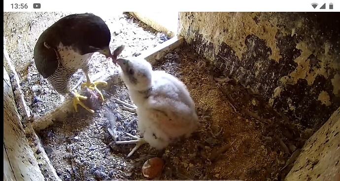 Screenshot_20230512-135608~2