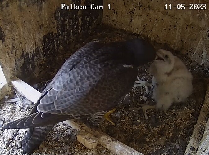 2023-05-11 14_51_23-Clipboard