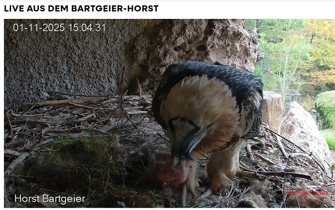 Screenshot_20251101-150545~2