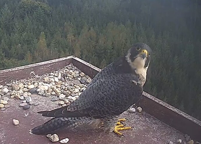 Screenshot_20240923_160549_Chrome