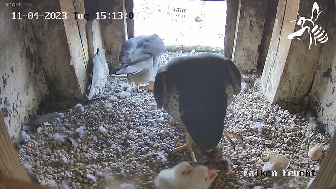 Zwei Küken im Feuchter Falkennest