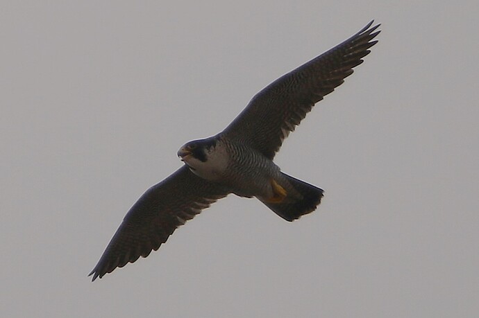Falco im Flug 7