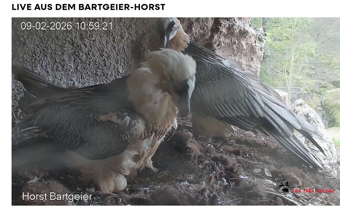 Screenshot_20260209-110025~2