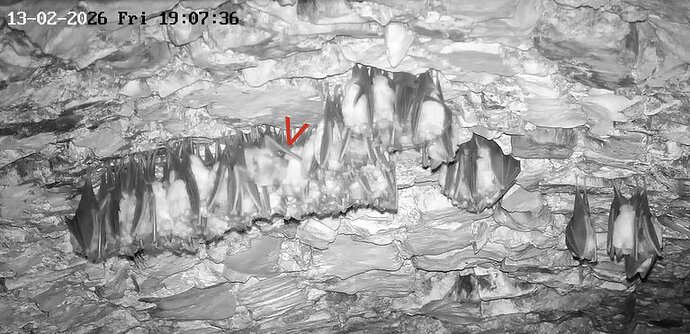 2026-02-13_1 ab 19.00 schmusende Hufis