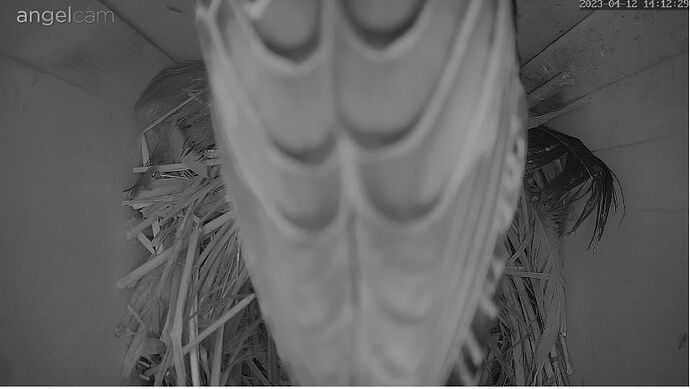 Snap_2023.04.12_14h12m57s_014_