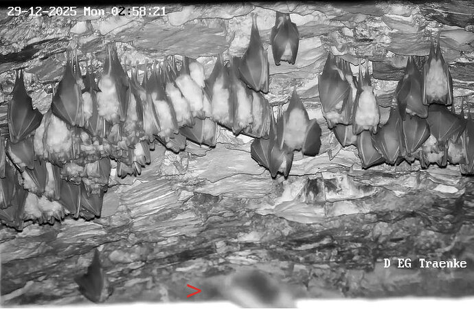 2025-12-29 ab 01.00_7 Glattnase auf Rahmen