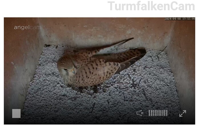 Screenshot_20240408_195520_Samsung Internet