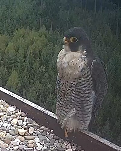 Screenshot_2025-09-01-19-24-32-569_com.android.chrome