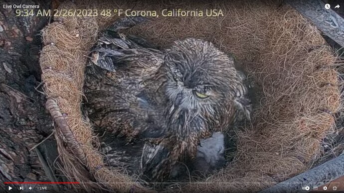 GHO_230226_Owlvira_wet_1Osw