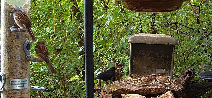 Amselmann mit Spatzen 1 07.07.24