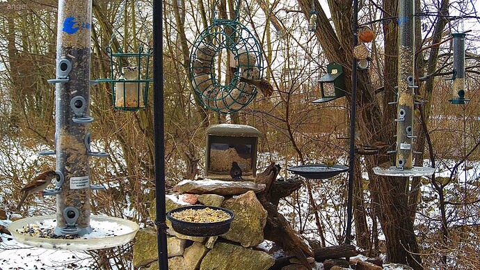 Gemeinsame Verabredung am Futterplatz, Erlen, Amsel Spatzen 17.01.25